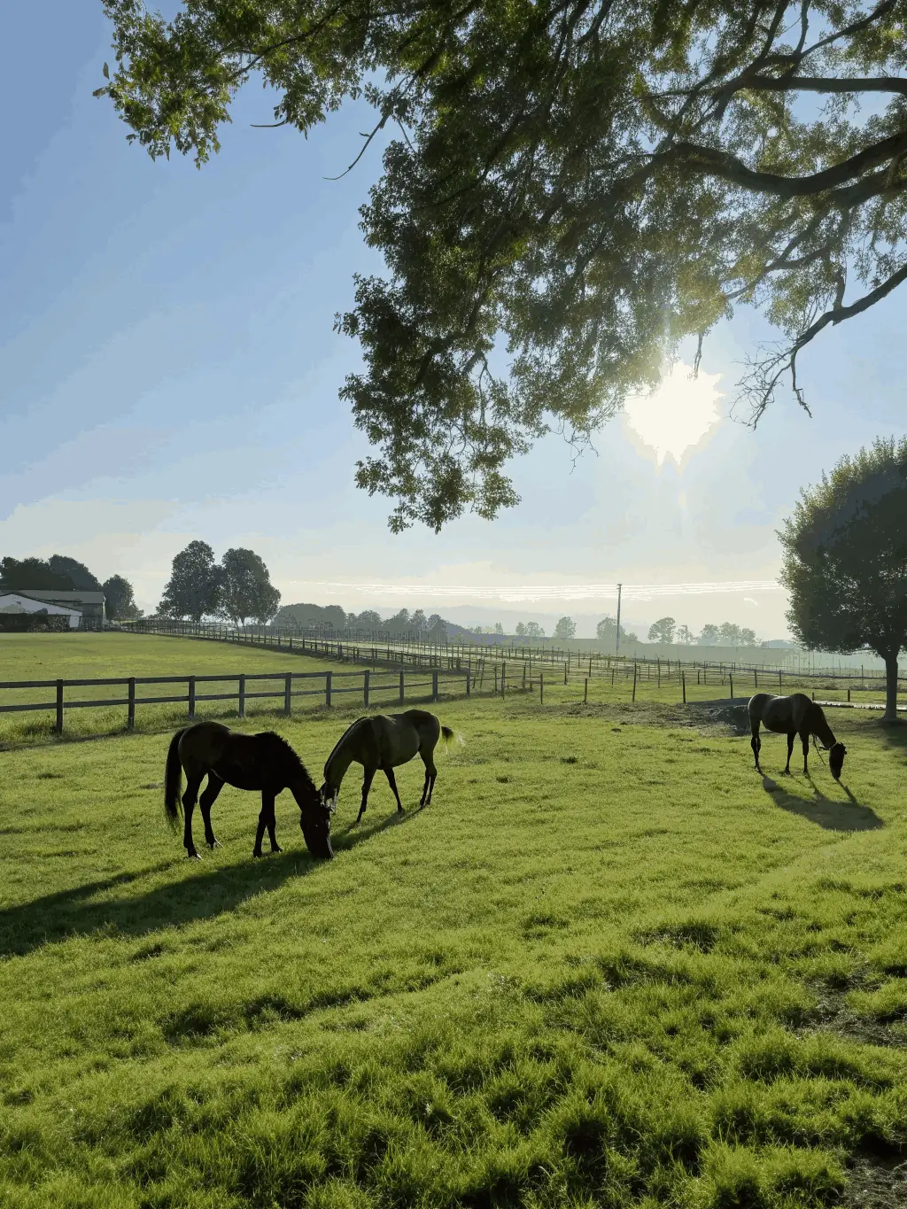 A picturesque scene of horses grazing peacefully in a pasture at SOC COURSES ANDELYS VEXIN, highlighting the organization's commitment to equine welfare.
